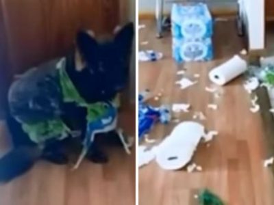 Un perro destruyó el papel higiénico que tenía su dueña para la cuarentena