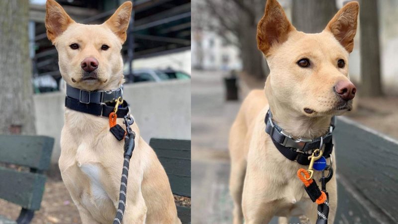 Una perra persiguió un camión que trasportaba sus cachorros hasta un refugio