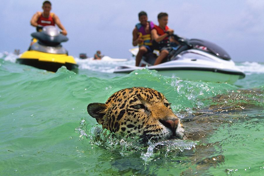 Indignante: obligan a jaguares a nadar encadenados para que los turistas se saquen fotos