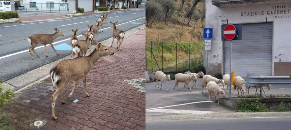 Coronavirus: los animales toman el control de la ciudad ante la cuarentena