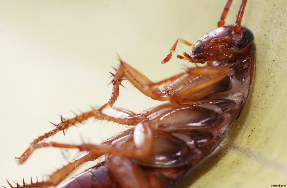La ANMAT prohibió un insecticida, un gel contra cucarachas y un cebo contra roedores