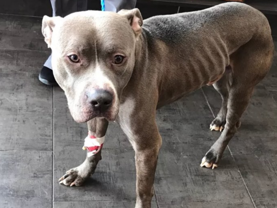 Encontraron a un perro congelado y desnutrido: su dueña lo había abandonado en bolsa de basura