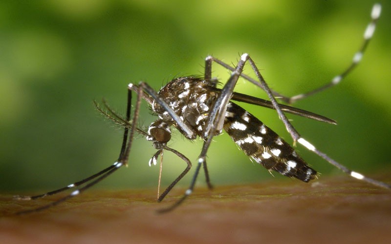 El gobierno confirmó 339 casos de dengue en Córdoba