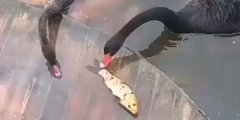 Un par de patos devolvió al agua a un pez en un desesperante rescate