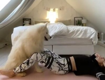 El conmovedor video de un perro que ayuda a entrenar a sus dueños