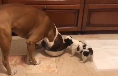 Un perro le sacó la comida a su “hermano mayor” y causó furor en las redes sociales
