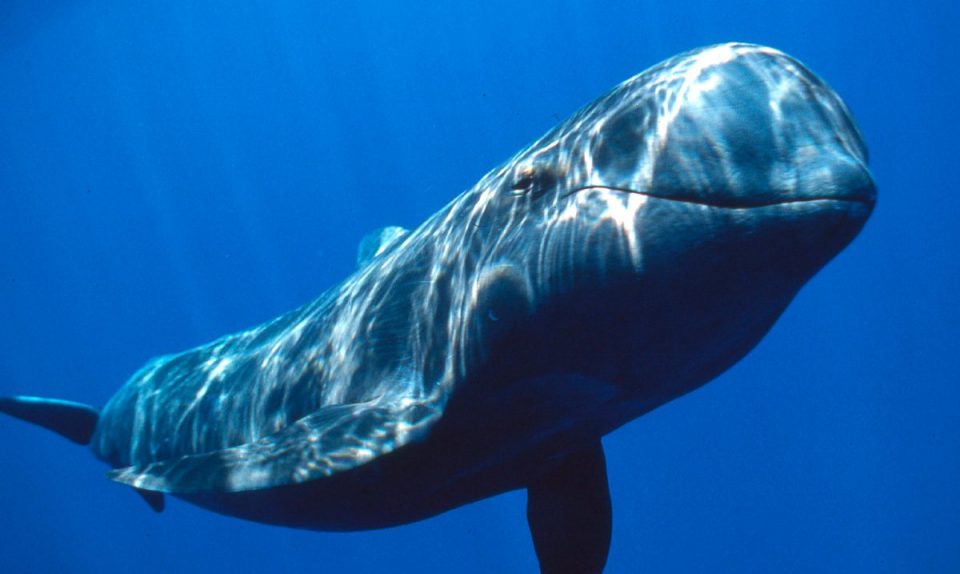 El terrible video de una ballena a punto de devorarse a un buceador