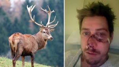 Un ciervo le arrancó la cara a un cazador en Francia