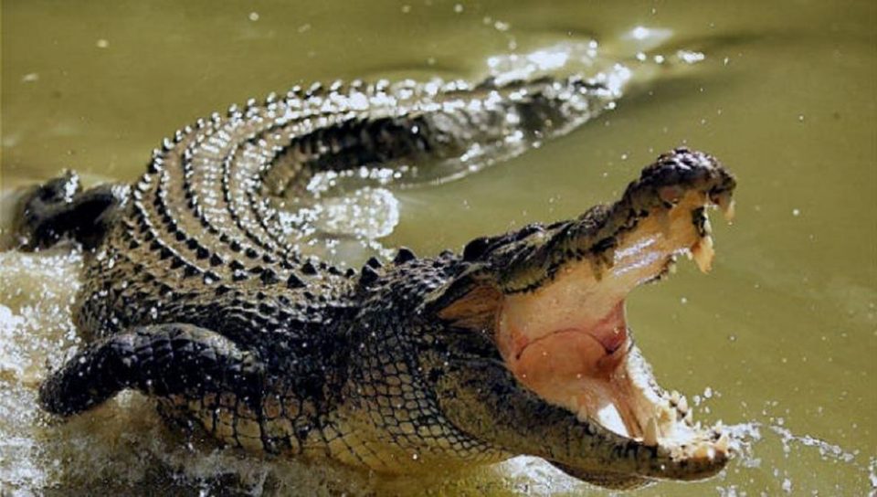 Brutal ataque de un cocodrilo a una anciana que se bañaba en un río