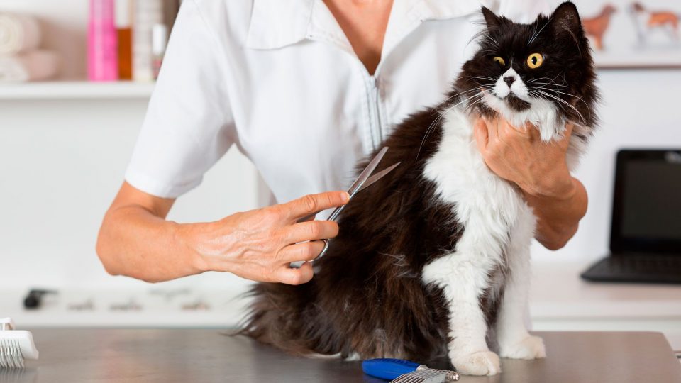 Un gato se volvió viral al quedarse dormido mientras le cortaba el pelo