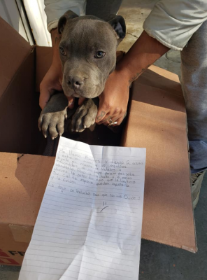 Un niño decidió dejar a su perro en un refugio porque su padre lo maltrataba