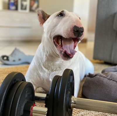 La divertida rutina de entrenamiento de un hombre y su perro en cuarentena