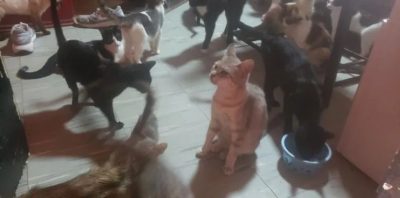 Robaba los gatos del vecino para dárselos de comer a su perro