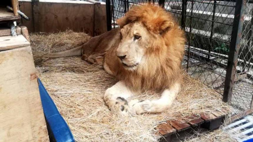 Murió Júpiter, el león más famoso de Colombia