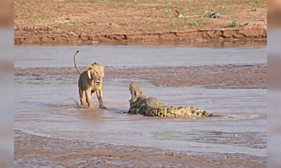 Tres leones se enfrentaron a un cocodrilo que increíblemente logró sobrevivir al ataque