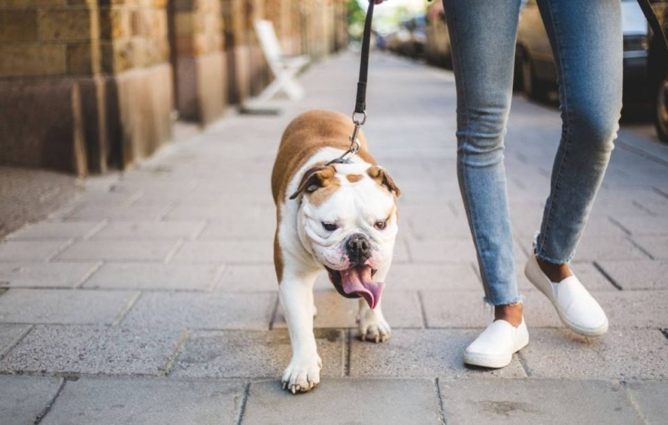 Coronavirus: los recaudos con las mascotas, según los especialistas argentinos