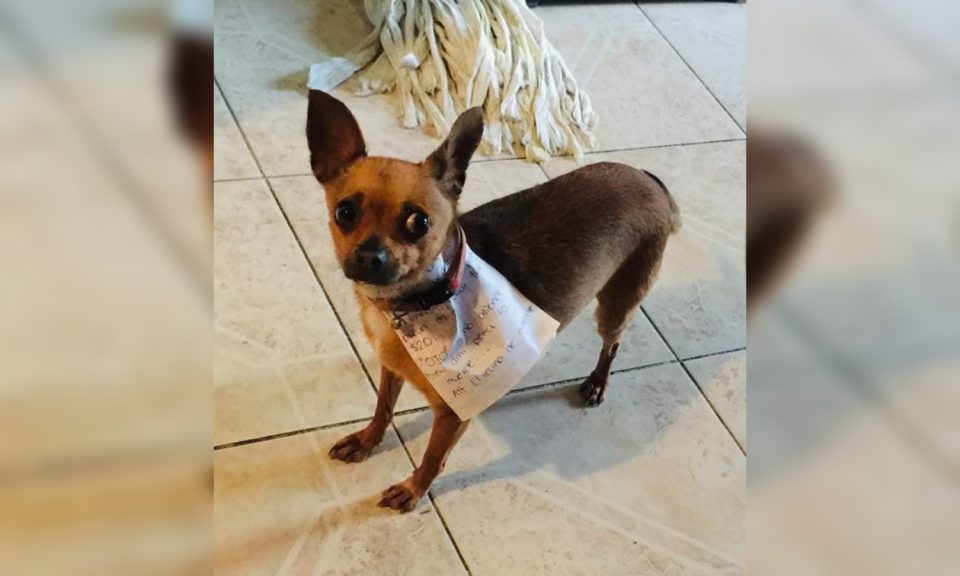 Mandó a comprar a su perro porque él está en cuarentena