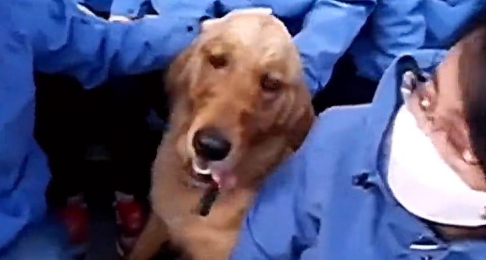 Un perro lloró al separarse de los médicos que lo cuidaron durante más de 50 días