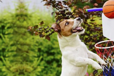 La divertida escena de un perro que juega al básquet junto a su dueño