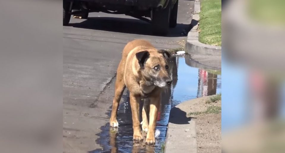 La conmovedora historia de un perro ciego que vivió más de 10 años en la calle