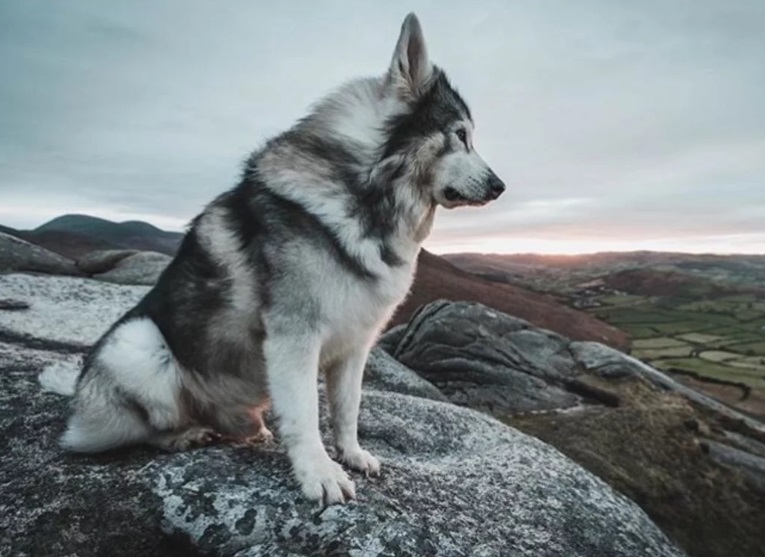 Murió Verano, uno de los famosos perros de “Game of Thrones”