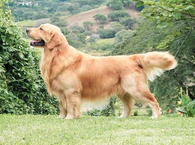 La divertida escena de un perro que se desliza por el pasto