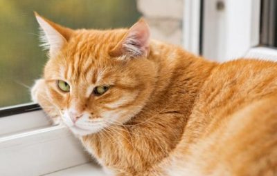 La asombrosa reacción de un gato tras oler un pie
