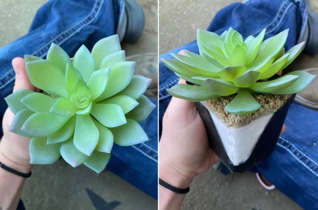 Tras regar una planta durante dos años se llevó una sorpresa