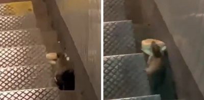 El desopilante momento de una rata “robando” un sándwich