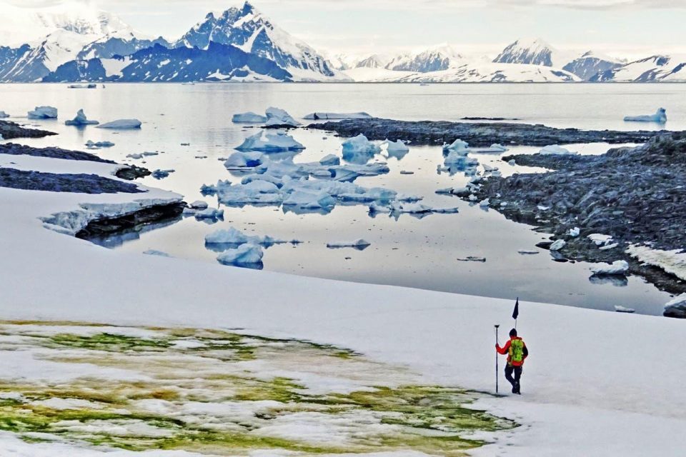 El cambio climático “pintó” de verde la Antártida
