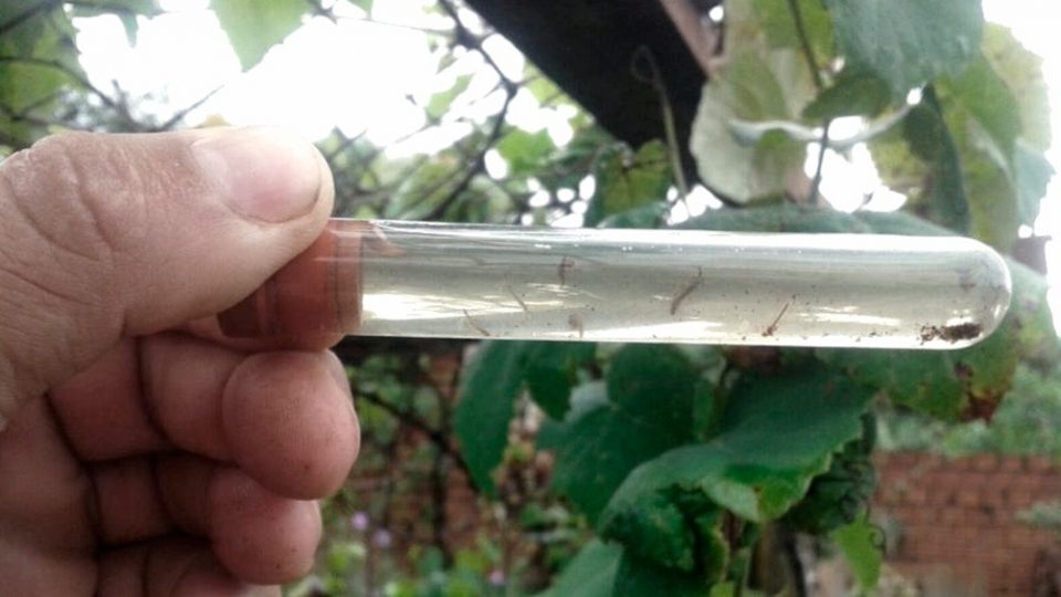 Dengue: la Ciudad continúa en estado de “alto riesgo” con más de 6.500 casos confirmados