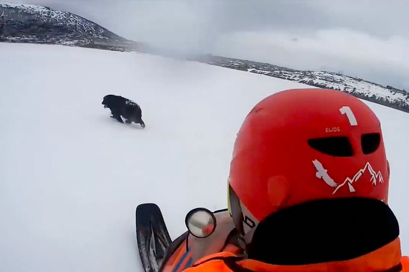 Un perro esperó dos meses en el hielo el regreso de su dueño