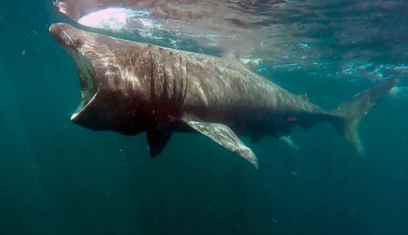 Descubrieron un tiburón (gigantesco) de 8 metros nadando cerca de la costa española
