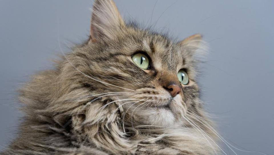 La divertida reacción de un gato al escuchar a su dueña cantar