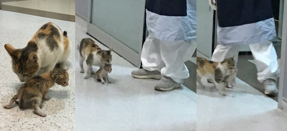 Una gata callejera llevó a su cría hasta la guardia de un hospital y logró que la ayuden
