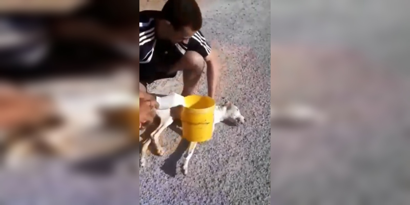 Un joven le practicó maniobras de reanimación a un perro callejero y le salvó la vida