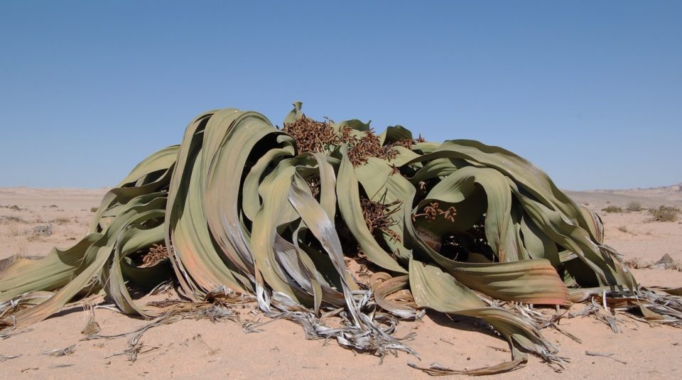 Una de las plantas más antiguas del planeta corre riesgo de extinguirse