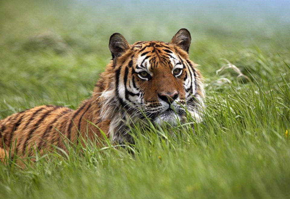 El fabuloso encuentro entre un tigre y un perro con un final inesperado