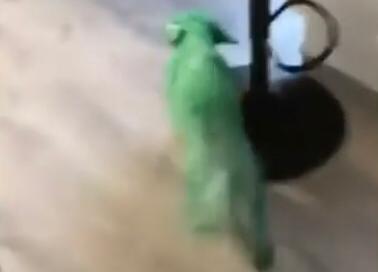 Una joven pintó a su perro de verde y generó indignación en las redes