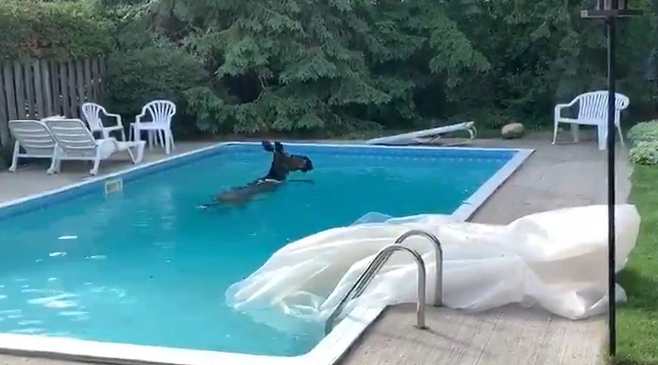 Video: salió al patio de su casa y encontró un alce nadando en la pileta