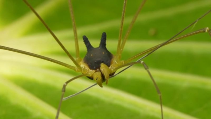 Viral: apareció una araña con “cabeza de perro” que atemorizó a las redes