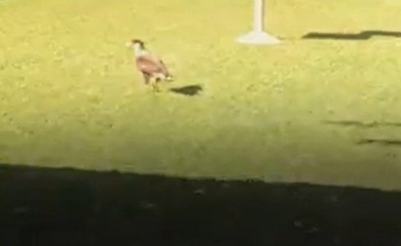Un ave salvaje asusta a los perros y genera tensión en Ezeiza