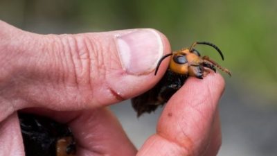 Las avispas asesinas que aterrorizan al mundo pueden matar a un humano con múltiples picaduras