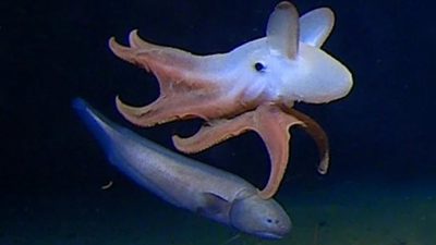 Avistaron por primera vez un “pulpo dumbo” a siete kilómetros de profundidad en el mar