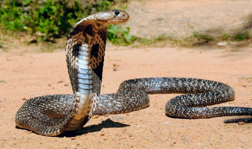 Asesinó a su esposa con una cobra venenosa mientras dormía