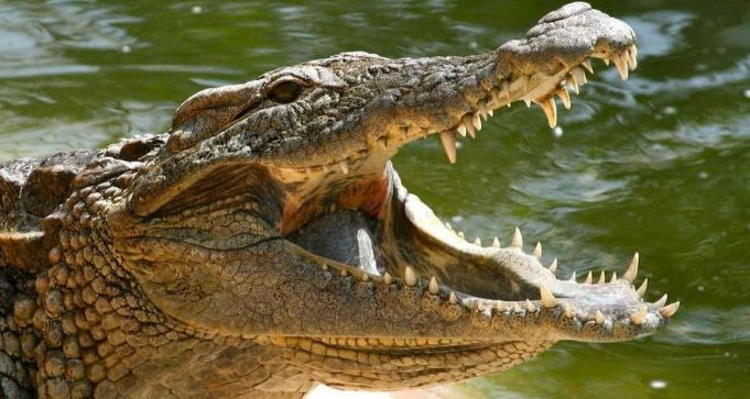 Alquilaron una casa y se encontraron un cocodrilo arriba de un cocodrilo inflable