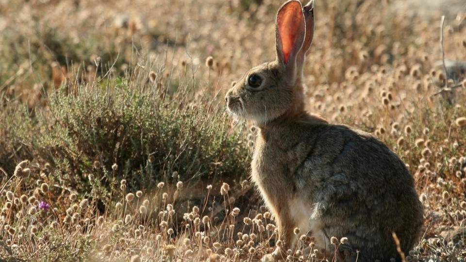 Polémica en Ushuaia: activistas luchan para que no erradiquen los conejos salvajes