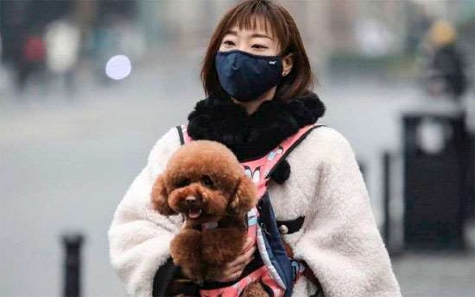 Coronavirus: un estudio comprobó que los perros pueden contagiarse de sus dueños