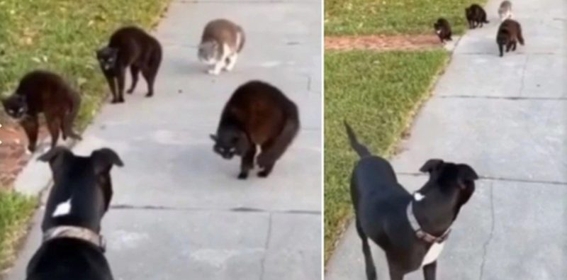 La divertida escena de un perro encontrándose cara a cara con cuatro gatos en la vereda