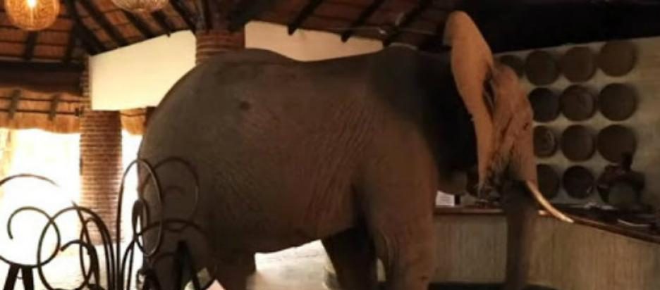 Un elefante cruzó la recepción de un hotel para comer la fruta de un árbol